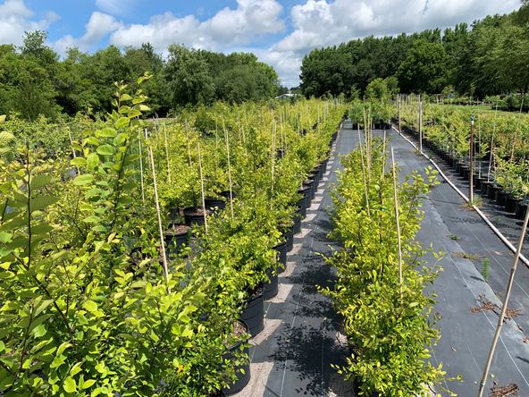 Treehouse Nursery: 3750 Thomas Sumter Hwy, Dalzell, SC 29040